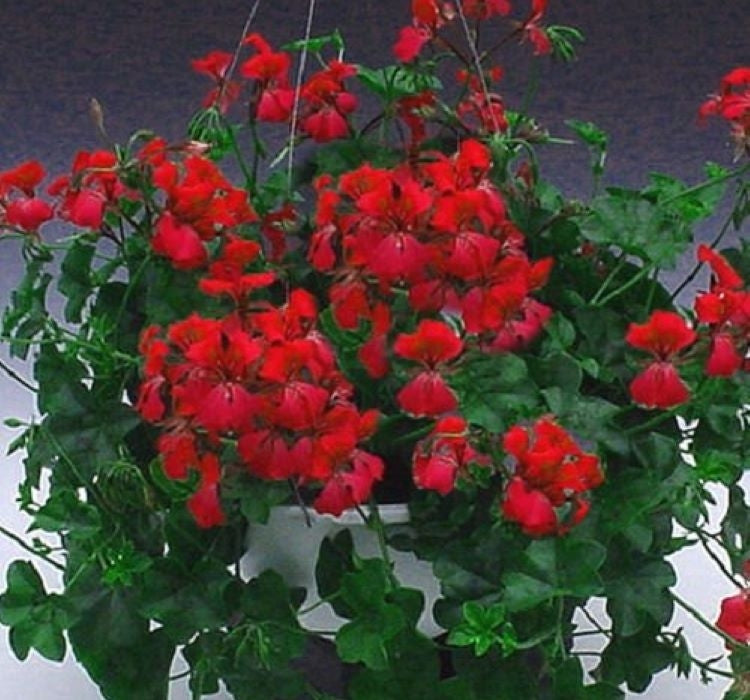 Sakız Sardunya Tohumu - Kırmızı Renkli ( 3 Tohum ) - MegCiTo