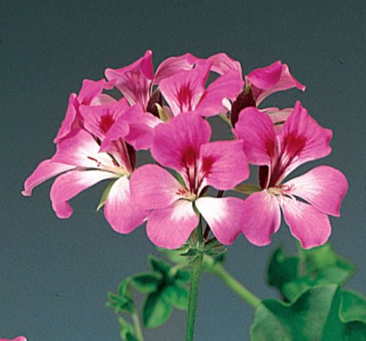 Sakız Sardunya Tohumu - Kırmızı Beyaz Renkli ( 3 Tohum ) - MegCiTo