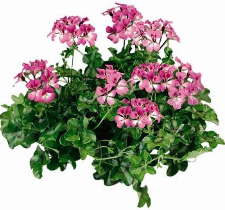 Sakız Sardunya Tohumu - Kırmızı Beyaz Renkli ( 3 Tohum ) - MegCiTo