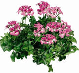 Sakız Sardunya Tohumu - Kırmızı Beyaz Renkli ( 3 Tohum ) - MegCiTo