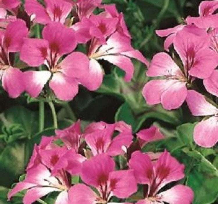 Sakız Sardunya Tohumu - Kırmızı Beyaz Renkli ( 3 Tohum ) - MegCiTo