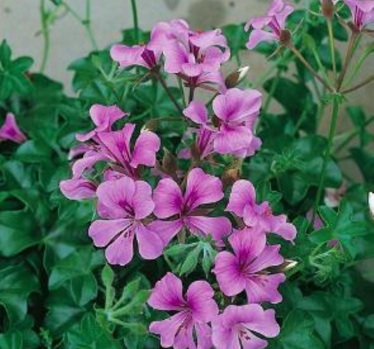 Sakız Sardunya Tohumu - Lila Renkli ( 3 Tohum ) - MegCiTo