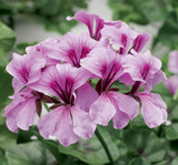 Sakız Sardunya Tohumu - Lila Renkli ( 3 Tohum ) - MegCiTo