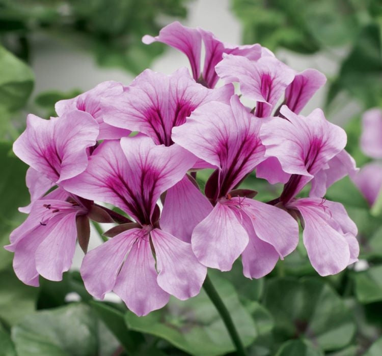 Sakız Sardunya Tohumu - Lila Renkli ( 3 Tohum ) - MegCiTo