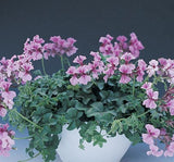 Sakız Sardunya Tohumu - Lila Renkli ( 3 Tohum ) - MegCiTo