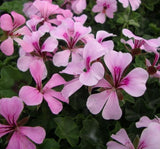 Sakız Sardunya Tohumu - Lila Renkli ( 3 Tohum ) - MegCiTo