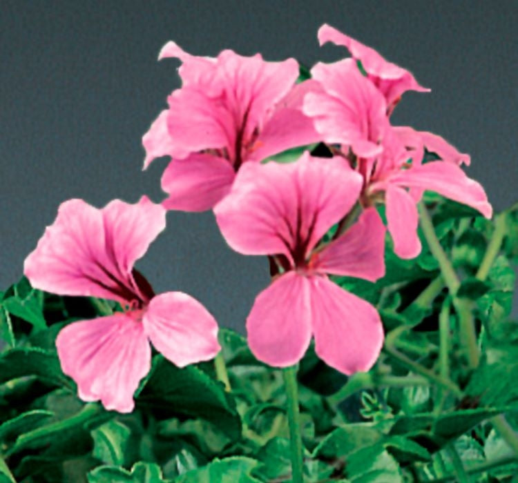 Sakız Sardunya Tohumu - Pembe Renkli ( 3 Tohum ) - MegCiTo