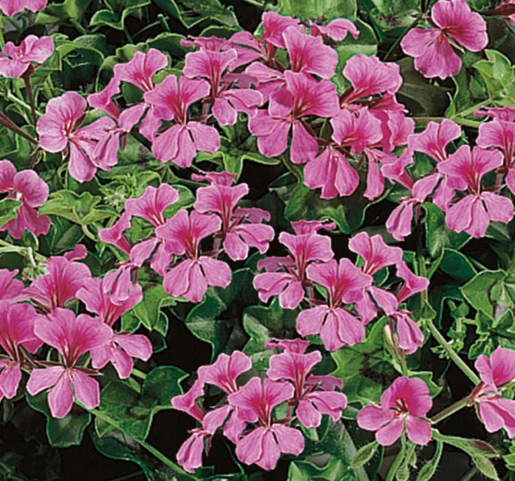 Sakız Sardunya Tohumu - Pembe Renkli ( 3 Tohum ) - MegCiTo