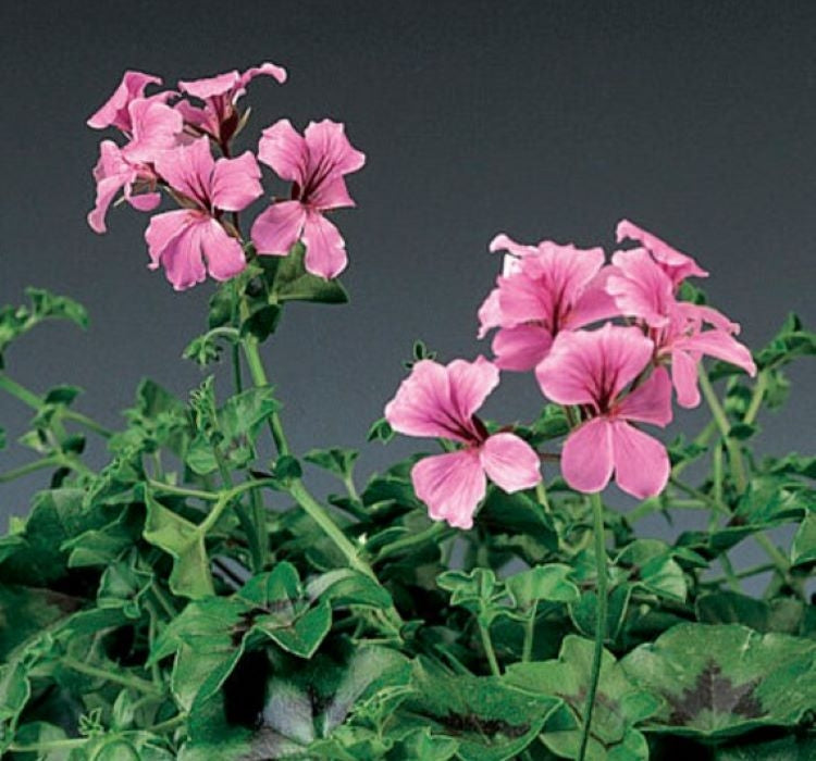 Sakız Sardunya Tohumu - Pembe Renkli ( 3 Tohum ) - MegCiTo