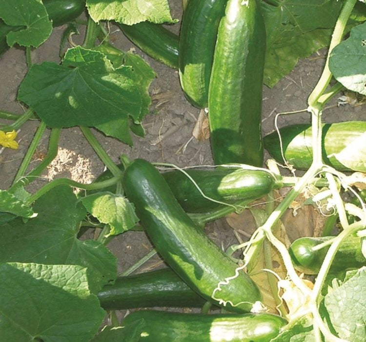 SALATALIK BEITH ALPHA ( ÇOKLU TOHUM ) - 5 Gram - MegCiTo