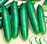 SALATALIK BEITH ALPHA ( ÇOKLU TOHUM ) - 5 Gram - MegCiTo