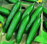 SALATALIK BEITH ALPHA İTHAL ( ÇOKLU TOHUM ) - 5 Gram - MegCiTo