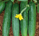 SALATALIK BEITH ALPHA İTHAL ( ÇOKLU TOHUM ) - 5 Gram - MegCiTo