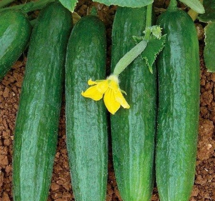 SALATALIK BEITH ALPHA İTHAL ( ÇOKLU TOHUM ) - 5 Gram - MegCiTo