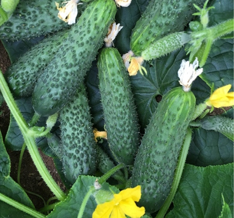 SALATALIK KORNİŞON ( ÇOKLU TOHUM ) - 3 Gram - MegCiTo