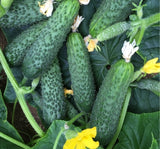 SALATALIK KORNİŞON ( ÇOKLU TOHUM ) - 3 Gram - MegCiTo