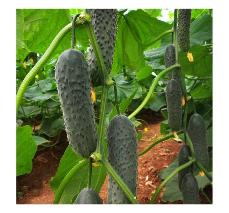 SALATALIK KORNİŞON ( ÇOKLU TOHUM ) - 3 Gram - MegCiTo