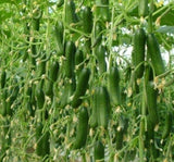 SALATALIK SIRIK ( ÇOKLU TOHUM ) - 20 Adet - MegCiTo