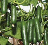 SALATALIK SIRIK ( ÇOKLU TOHUM ) - 20 Adet - MegCiTo