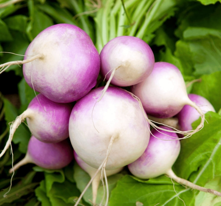 ŞALGAM ( ÇOKLU TOHUM ) - 5 Gram - MegCiTo