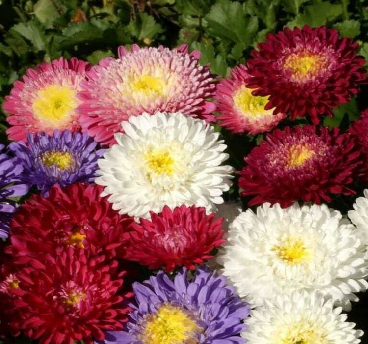 SARAYPATI BODUR ( ÇOKLU TOHUM ) - 125 Tohum - KARIŞIK Renk - MegCiTo