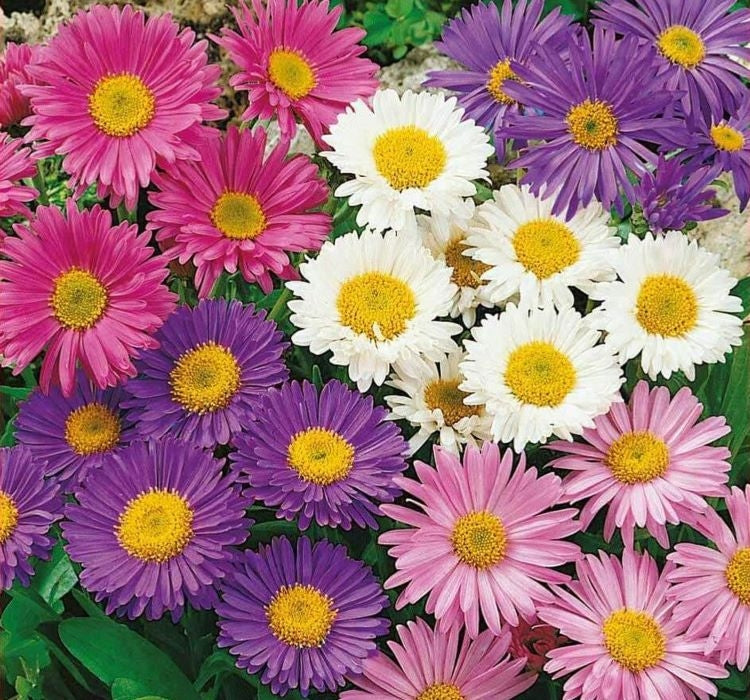 SARAYPATI BODUR ( ÇOKLU TOHUM ) - 125 Tohum - KARIŞIK Renk - MegCiTo