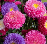 SARAYPATI BOYLU ( ÇOKLU TOHUM ) - 150 Tohum - KARIŞIK Renk - MegCiTo