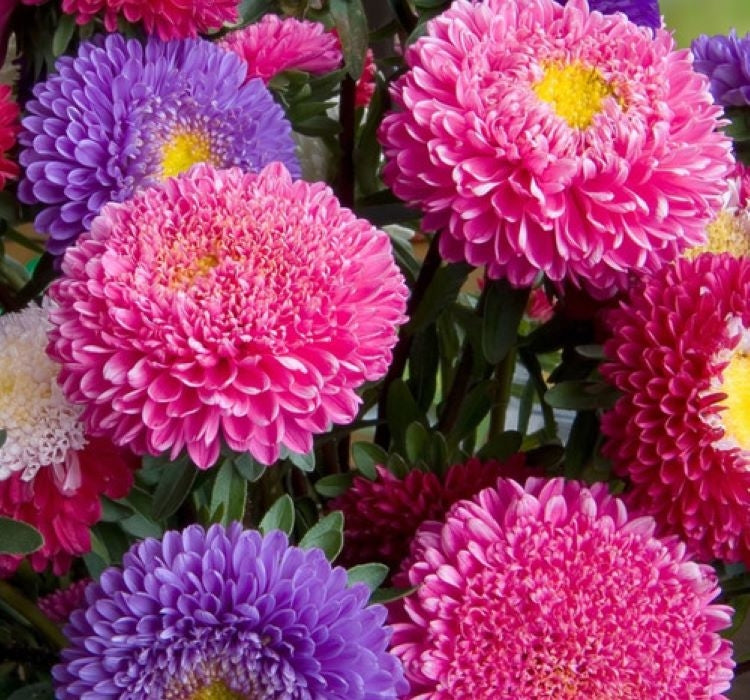 SARAYPATI BOYLU ( ÇOKLU TOHUM ) - 150 Tohum - KARIŞIK Renk - MegCiTo