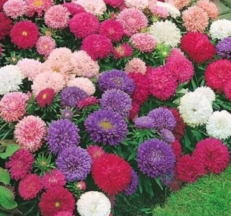 SARAYPATI BOYLU ( ÇOKLU TOHUM ) - 150 Tohum - KARIŞIK Renk - MegCiTo