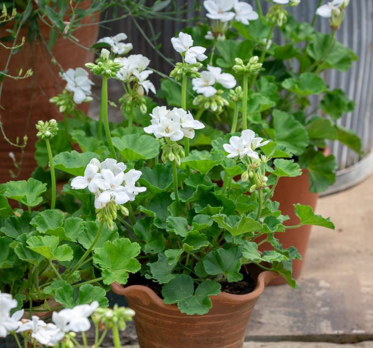 Sardunya Tohumu ( Büyük Çiçek, Kokulu Yaprak ) Beyaz Renkli - 5 Tohum - MegCiTo