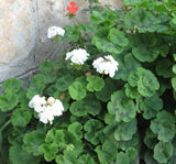 Sardunya Tohumu ( Büyük Çiçek, Kokulu Yaprak ) Beyaz Renkli - 5 Tohum - MegCiTo