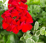 Sardunya Tohumu ( Büyük Çiçek, Kokulu Yaprak ) Kırmızı Renkli - 5 Tohum - MegCiTo