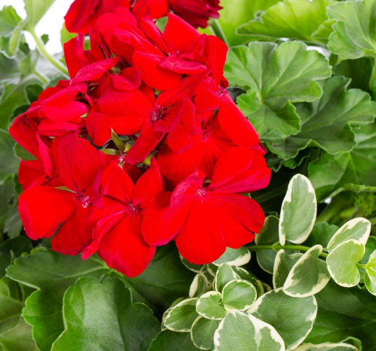 Sardunya Tohumu ( Büyük Çiçek, Kokulu Yaprak ) Kırmızı Renkli - 5 Tohum - MegCiTo