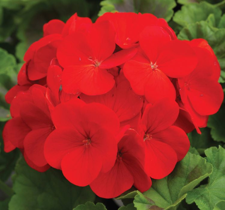 Sardunya Tohumu ( Büyük Çiçek, Kokulu Yaprak ) Kırmızı Renkli - 5 Tohum - MegCiTo