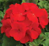 Sardunya Tohumu ( Büyük Çiçek, Kokulu Yaprak ) Kırmızı Renkli - 5 Tohum - MegCiTo