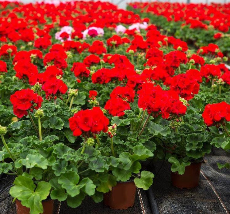 Sardunya Tohumu ( Büyük Çiçek, Kokulu Yaprak ) Kırmızı Renkli - 5 Tohum - MegCiTo