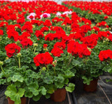 Sardunya Tohumu ( Büyük Çiçek, Kokulu Yaprak ) Kırmızı Renkli - 5 Tohum - MegCiTo