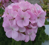 Sardunya Tohumu ( Büyük Çiçek, Kokulu Yaprak ) Leylak Renkli - 5 Tohum - MegCiTo