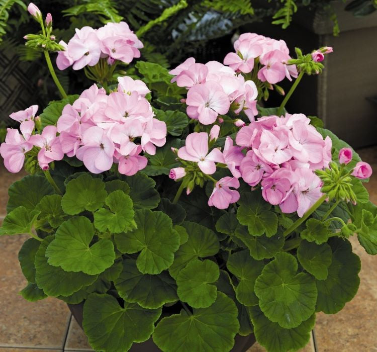 Sardunya Tohumu ( Büyük Çiçek, Kokulu Yaprak ) Leylak Renkli - 5 Tohum - MegCiTo