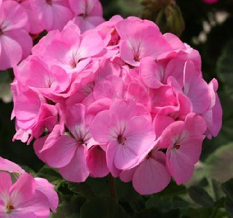 Sardunya Tohumu ( Büyük Çiçek, Kokulu Yaprak ) Leylak Renkli - 5 Tohum - MegCiTo