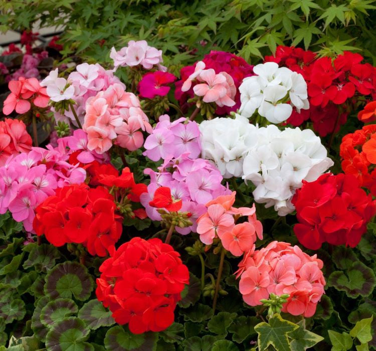 Sardunya Tohumu ( Büyük Çiçek, Kokulu Yaprak ) Karışık Renkli - 5 Tohum - MegCiTo