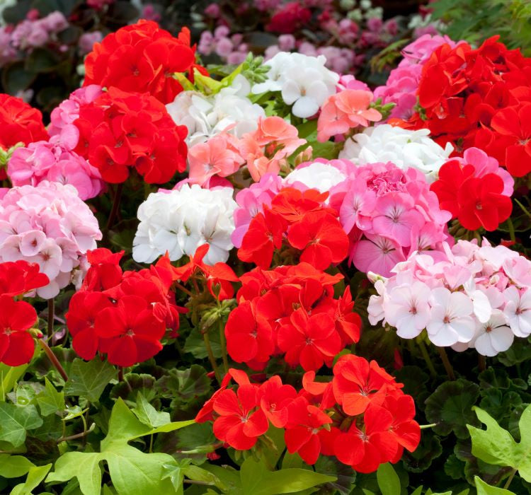 Sardunya Tohumu ( Büyük Çiçek, Kokulu Yaprak ) Karışık Renkli - 5 Tohum - MegCiTo