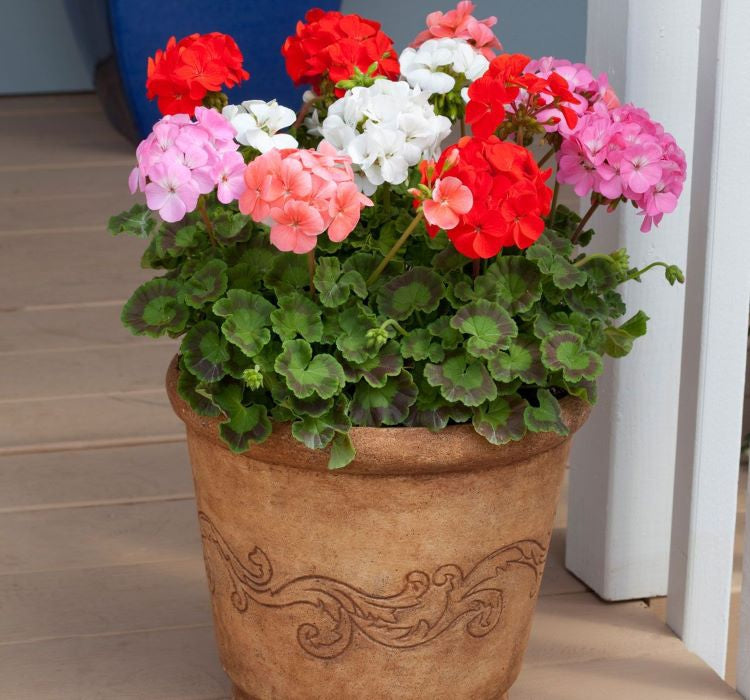 Sardunya Tohumu ( Büyük Çiçek, Kokulu Yaprak ) Karışık Renkli - 5 Tohum - MegCiTo