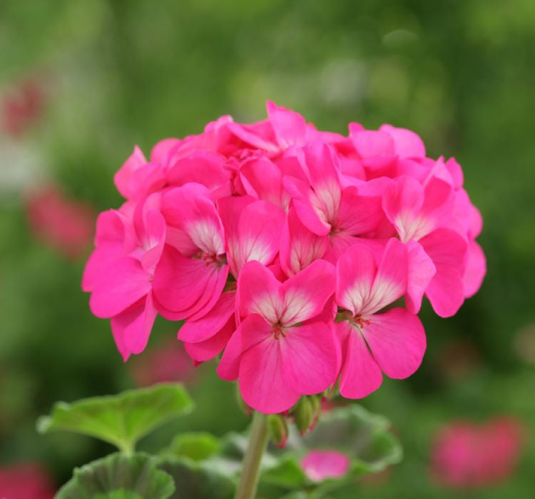 Sardunya Tohumu ( Büyük Çiçek, Kokulu Yaprak ) Pembe Renkli - 5 Tohum - MegCiTo