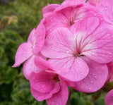 Sardunya Tohumu ( Büyük Çiçek, Kokulu Yaprak ) Pembe Renkli - 5 Tohum - MegCiTo