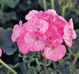 Sardunya Tohumu ( Büyük Çiçek, Kokulu Yaprak ) Pembe Renkli - 5 Tohum - MegCiTo