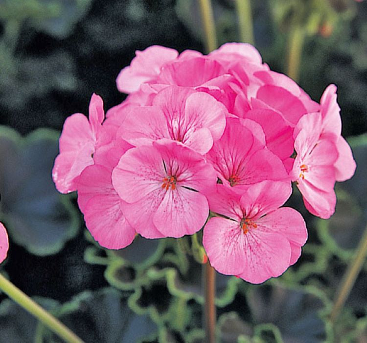 Sardunya Tohumu ( Büyük Çiçek, Kokulu Yaprak ) Pembe Renkli - 5 Tohum - MegCiTo