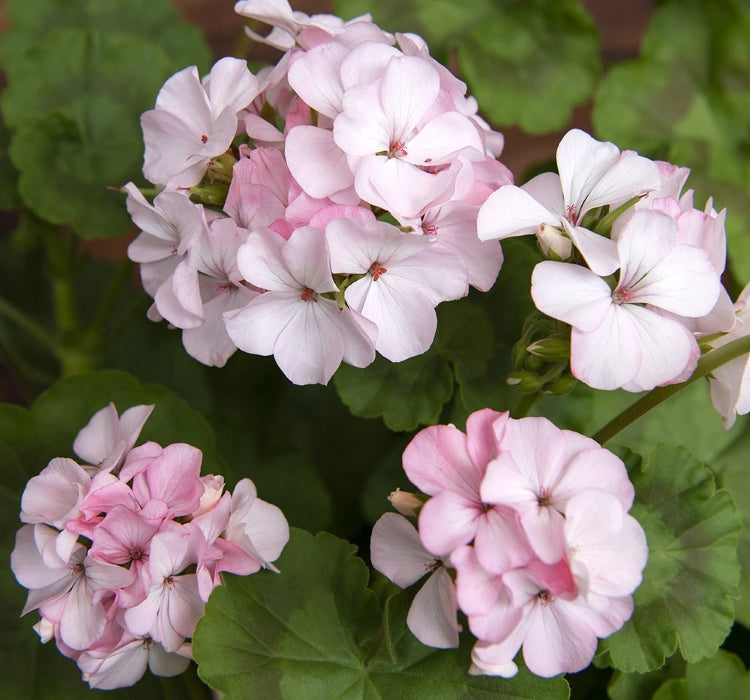 Sardunya Tohumu ( Büyük Çiçek, Kokulu Yaprak ) Pembe Beyaz Renkli - 5 Tohum - MegCiTo