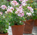 Sardunya Tohumu ( Büyük Çiçek, Kokulu Yaprak ) Pembe Beyaz Renkli - 5 Tohum - MegCiTo