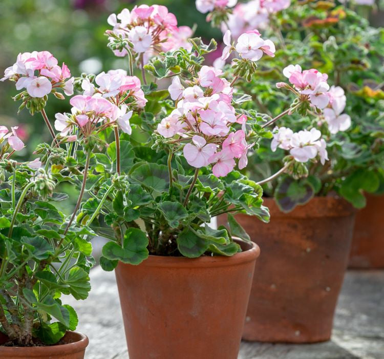 Sardunya Tohumu ( Büyük Çiçek, Kokulu Yaprak ) Pembe Beyaz Renkli - 5 Tohum - MegCiTo